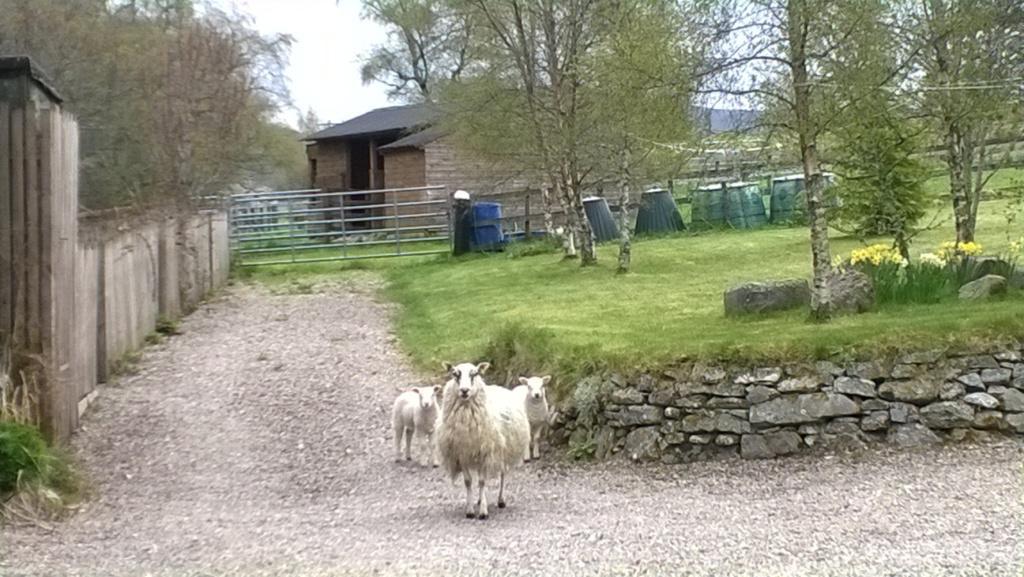 Stronavaich Cairngorm Guest House 托明陶尔 外观 照片